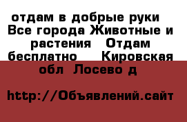 отдам в добрые руки - Все города Животные и растения » Отдам бесплатно   . Кировская обл.,Лосево д.